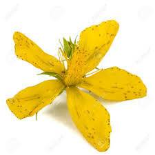 Attēlu rezultāti vaicājumam “Hypericum perforatum flower”