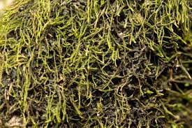 Attēlu rezultāti vaicājumam “Platydictya jungermannioides”