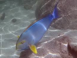 Image result for Acanthurus xanthopterus