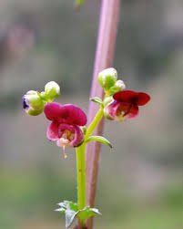 Attēlu rezultāti vaicājumam “Scrophularia umbrosa flower”