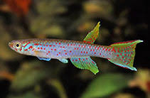 Image result for Aphyosemion