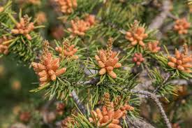 Attēlu rezultāti vaicājumam “Pinus banksiana”