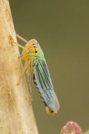 Attēlu rezultāti vaicājumam “Cicadella viridis”