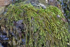 Attēlu rezultāti vaicājumam “Platyhypnidium riparioides”