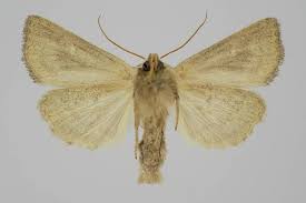 Attēlu rezultāti vaicājumam “Chortodes fluxa”