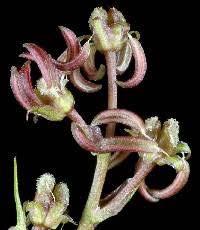 Attēlu rezultāti vaicājumam “Scheuchzeriaceae”