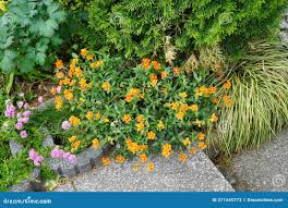 Attēlu rezultāti vaicājumam “Helianthemum x hybridum”