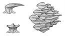 Shark's dermal denticle | | Belize SharksBelize Sharks