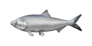 Image result for Alosa sapidissima