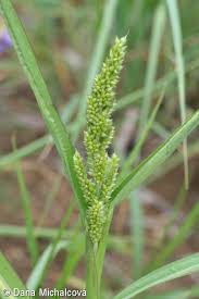 Attēlu rezultāti vaicājumam “Echinochloa crus-galli fruit”