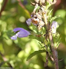 Image result for Dracocephalum moldavicum