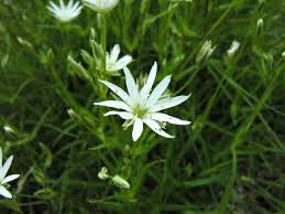 Attēlu rezultāti vaicājumam “Stellaria palustris flower”