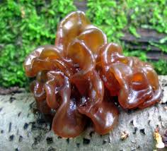 Attēlu rezultāti vaicājumam “Tremella encephala”