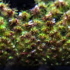 Attēlu rezultāti vaicājumam “Riccia”