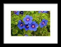 Image result for Anagallis arvensis