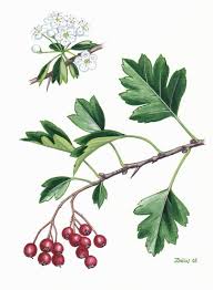 Attēlu rezultāti vaicājumam “Crataegus monogyna”