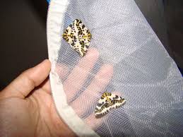 Attēlu rezultāti vaicājumam “Abraxas grossulariata imago”