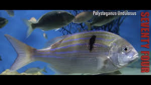 Image result for Polysteganus undulosus