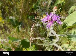 Attēlu rezultāti vaicājumam “Centaurea phrygia bud”