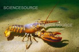 Image result for Homarus americanus