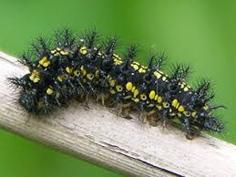 Attēlu rezultāti vaicājumam “Euphydryas maturna upperside”