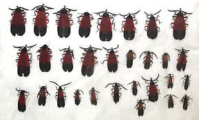 Attēlu rezultāti vaicājumam “Lycidae”