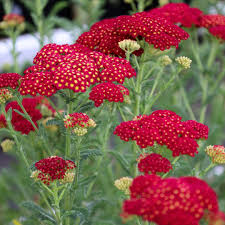 Attēlu rezultāti vaicājumam “Achillea salicifolia flower”