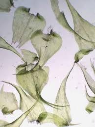 Attēlu rezultāti vaicājumam “Campylium chrysophyllum”