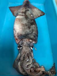 Image result for Dosidicus gigas