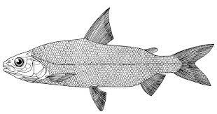 Image result for Coregonus lavaretus