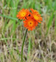 Image result for Hieracium aurantiacum