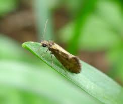 Attēlu rezultāti vaicājumam “Eriocraniidae”