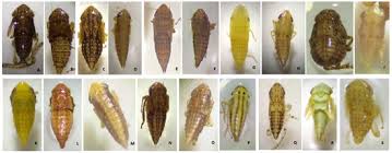 Attēlu rezultāti vaicājumam “Macrosteles nymph”