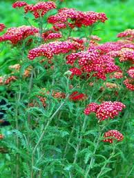 Attēlu rezultāti vaicājumam “Achillea millefolium flower”