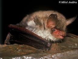 Attēlu rezultāti vaicājumam “Myotis nattereri”
