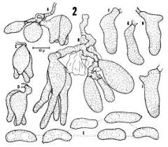 Attēlu rezultāti vaicājumam “Basidiodendron”