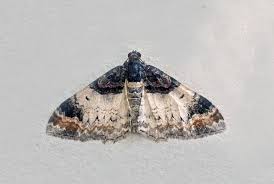 Attēlu rezultāti vaicājumam “Catarhoe cuculata”