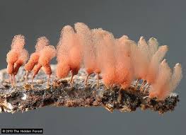 Attēlu rezultāti vaicājumam “Arcyria denudata young”