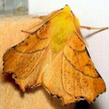 Attēlu rezultāti vaicājumam “Ennomos alniaria”