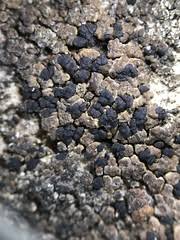 Attēlu rezultāti vaicājumam “Arthonia byssacea”