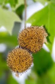 Attēlu rezultāti vaicājumam “Acer platanoides fruit”