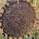 Attēlu rezultāti vaicājumam “Helianthus annuus fruit”