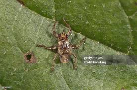 Attēlu rezultāti vaicājumam “Lipoptena cervi”