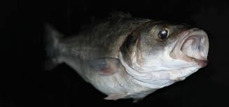 Image result for Dicentrarchus labrax