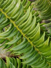 Attēlu rezultāti vaicājumam “Polystichum lonchitis”