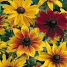 Attēlu rezultāti vaicājumam “Rudbeckia hirta var. hirta”