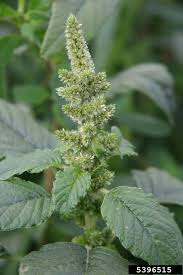 Attēlu rezultāti vaicājumam “Amaranthus retroflexus”