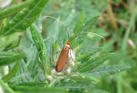Attēlu rezultāti vaicājumam “Nemophora metallica”