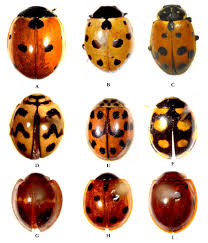 Attēlu rezultāti vaicājumam “Coccinella septempunctata imago”