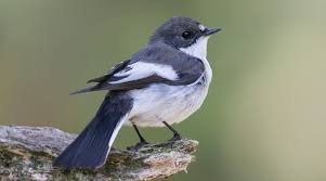 Attēlu rezultāti vaicājumam “Ficedula hypoleuca”